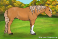 Horse Color:Chocolate Palomino 