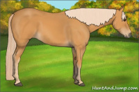 Horse Color:Chocolate Palomino 