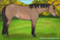 Horse Color:Bay Dun