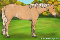 Horse Color:Chocolate Palomino Roan 