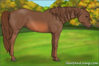 Horse Color:Liver Chestnut 
