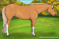Horse Color:Chocolate Palomino 