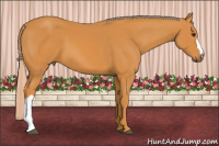 Horse Color:Chocolate Palomino 