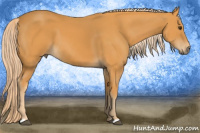 Horse Color:Chocolate Palomino 
