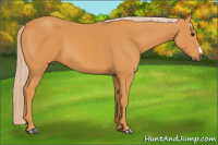 Horse Color:Chocolate Palomino 
