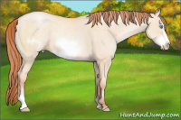 Horse Color:Amber Champagne Pearl Dun Sabino Frame 