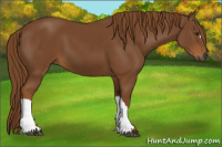 Horse Color:Gray Chestnut 
