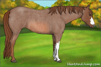 Horse Color:Liver Red Roan 