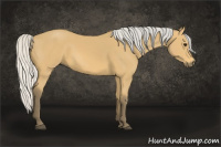 Horse Color:Silver Buckskin 