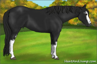 Horse Color:Gray White Spotted Black