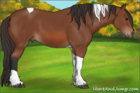 Horse Color:Bay Tobiano 