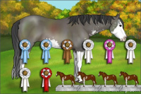 Horse Color:Black Sabino Splash