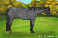 Horse Color:Blue Roan 