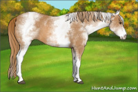 Horse Color:White Spotted Chestnut 