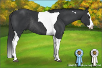 Horse Color:Black Splash Tobiano Rabicano 