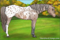 Horse Color:Bay Appaloosa 