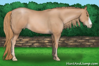Horse Color:Chestnut Pearl
