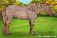 Horse Color:Red Roan 