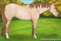 Horse Color:Bay Pearl Dun 