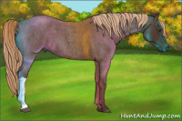Horse Color:Gray Red Roan