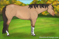 Horse Color:Bay Dun Tobiano 