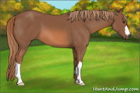Horse Color:Chestnut 