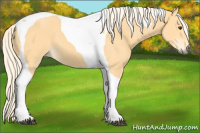Horse Color:Palomino Tobiano 