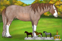 Horse Color:Liver Red Roan Splash 