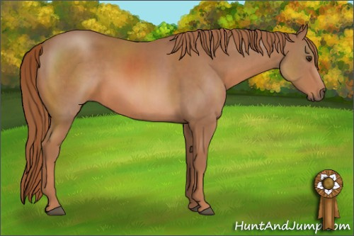 Horse Color: Chestnut 