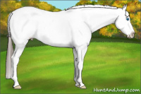 Horse Color:Brown Frame Appaloosa Rabicano