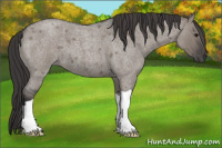 Horse Color:Smoky Grullo Roan 