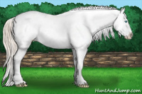 Horse Color:Perlino Near Leopard 