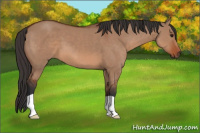 Horse Color:Bay Dun 