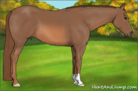 Horse Color:Liver Chestnut 