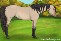 Horse Color:Bay Roan Dun 