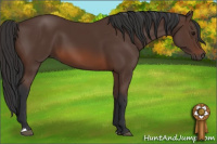 Horse Color:Brown 
