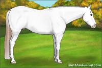 Horse Color:Chestnut Splash Appaloosa 