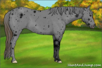Horse Color:ERROR: UNKNOWN ANOMALY