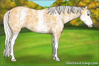 Horse Color:White Spotted Silver Buckskin 