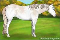 Horse Color:White Spotted Smoky Creme 