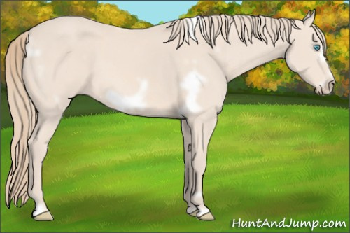 Horse Color: White Spotted Perlino Frame 