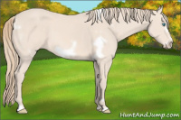 Horse Color:White Spotted Perlino Frame 