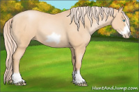 Horse Color:Palomino Pearl Frame