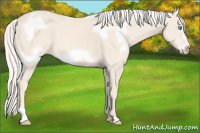 Horse Color:White Spotted Cremello Frame 