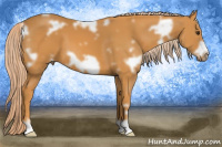 Horse Color:White Spotted Chocolate Palomino Frame