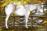 Horse Color:White Spotted Buckskin 
