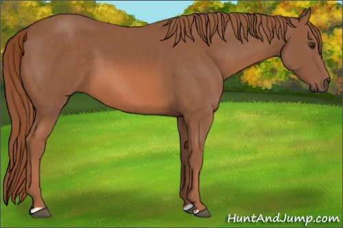 Horse Color: Liver Chestnut 