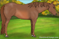 Horse Color:Liver Chestnut 