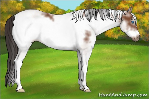 Horse Color: White Spotted Bay Frame 