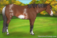 Horse Color:White Spotted Bay Splash Frame 